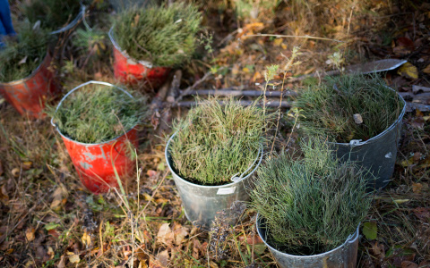 В Мордовии активисты восстанавливают пострадавший от пожаров лес