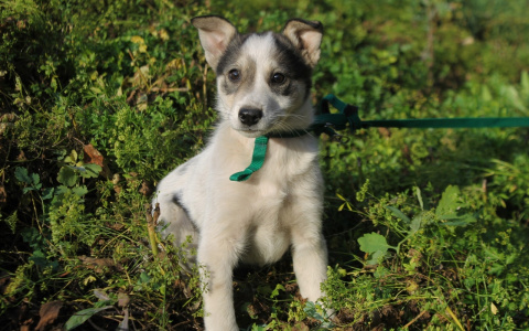 Забери меня домой: в Саранске бездомные животные ищут заботливых хозяев