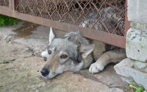 Мэр Саранска пообещал скорое решение проблемы с отоплением в приюте для бездомных животных
