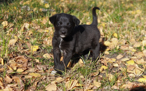 Забери меня домой: в Саранске бездомные животные ищут заботливых хозяев