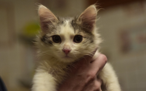 Забери меня домой: в Саранске бездомные животные ищут заботливых хозяев