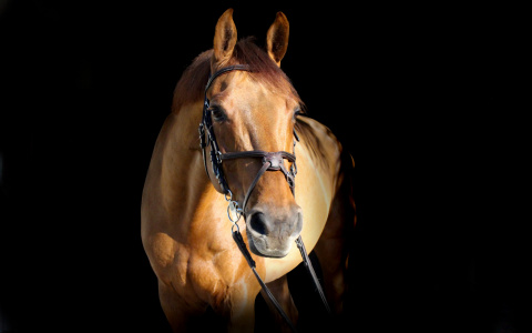 Цыган ночью украл лошадь у жителя Мордовии