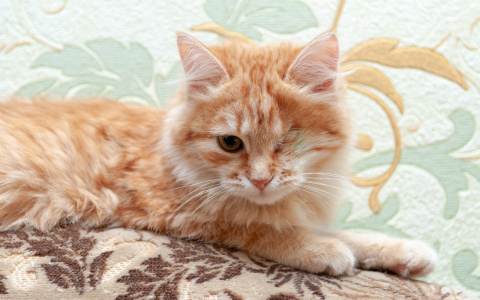 Забери меня домой: в Саранске бездомные животные ищут заботливых хозяев