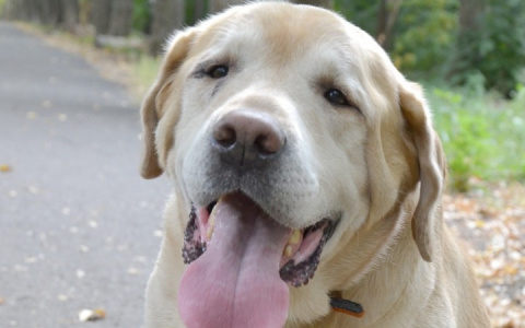 Забери меня домой: в Саранске бездомные животные ищут заботливых хозяев