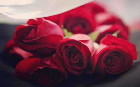 Поклонники устроят флэш-моб в поддержку Медведевой на ЧР в Саранске