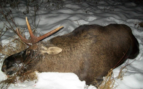 В Мордовии поймали браконьера, который расстрелял лосиху