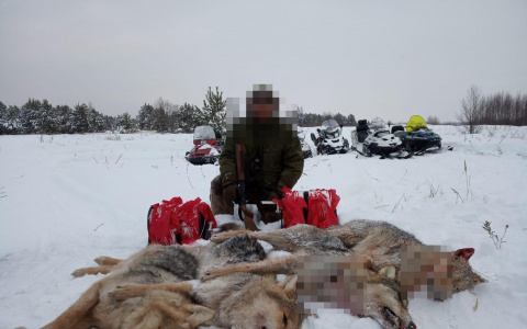 В Мордовии охотники ликвидировали стаю из семи волков