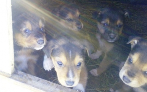 Забери меня домой: в Саранске бездомные животные ищут заботливых хозяев