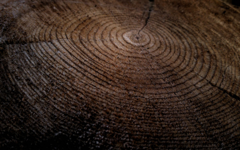 В Мордовии неизвестный незаконно вырубил деревья на 50 тысяч рублей