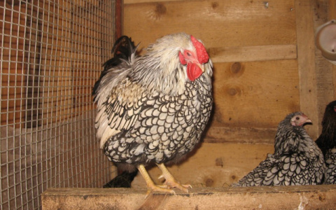 Житель Мордовии спас своих куриц от ястреба