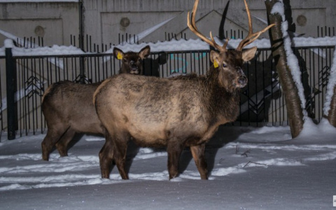 В Мордовии браконьер убил животных из Красной книги