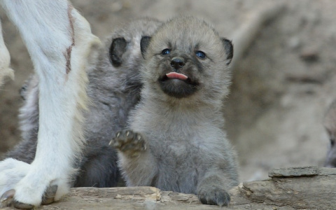 В зоопарке Саранске родились волчата