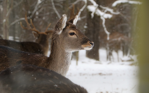 Житель Мордовии заплатит почти 1,5 миллиона рублей за отстрел благородных оленей