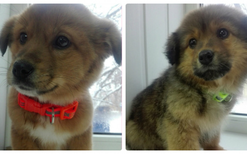 Забери меня домой: в Саранске бездомные животные ищут заботливых хозяев