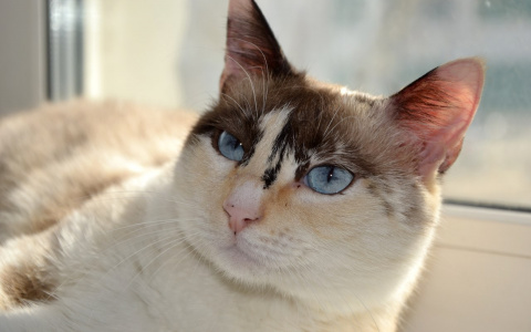 Забери меня домой: в Саранске бездомные животные ищут заботливых хозяев