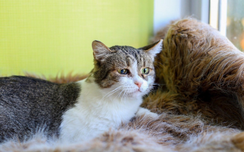 Забери меня домой: в Саранске бездомные животные ищут заботливых хозяев