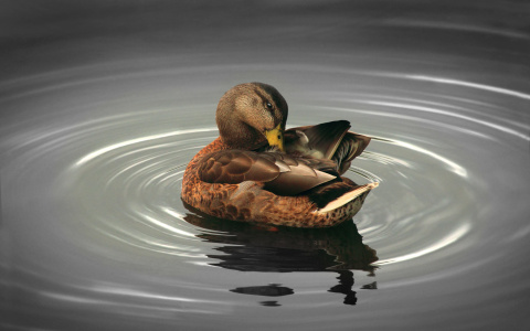 В Мордовии открывается сезон охоты на пернатую дичь