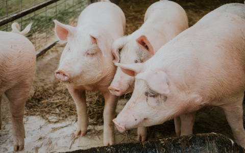 Мэр Саранска: «Центр города – не место для содержания свиней»