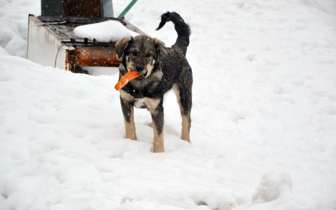 Забери меня домой: в Саранске бездомные животные ищут заботливых хозяев