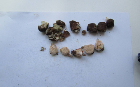 Заключенный мордовской колонии остался без конфет с амфетамином