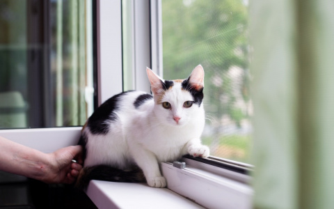 Забери меня домой: в Саранске бездомные животные ищут заботливых хозяев