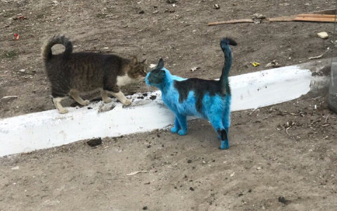 В Саранске живодеры покрасили кота в синий цвет и бросили на улице