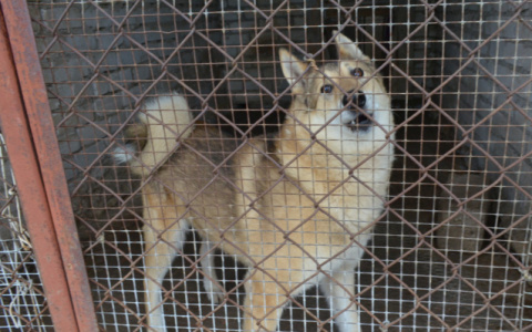 В Мордовии за неделю более 30 человек пострадали от укусов животных