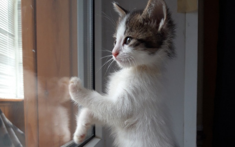 Забери меня домой: в Саранске бездомные животные ищут заботливых хозяев