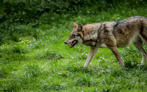 В Мордовии животные покусали 47 человек