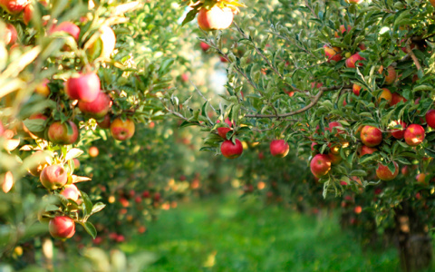 Свыше 900 млн рублей за 4 месяца 2019 года выделил Россельхозбанк на садоводство и виноградарство