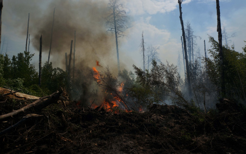 Крупный пожар в мордовском заповеднике ликвидирован