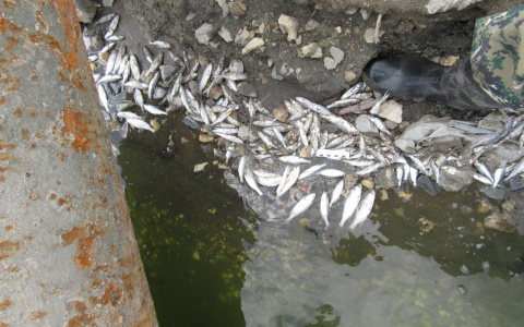 Массовая гибель рыбы в Саранске: Следственный комитет проводит проверку