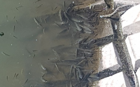 Выясняются причины массовой гибели рыбы в Саранке