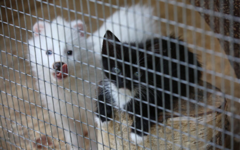 В зоопарке Саранска кошка спасла от голодной смерти детенышей енотовидных собак