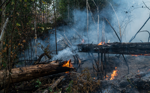 Гринпис помогает Мордовскому заповеднику ликвидировать последствия лесного пожара