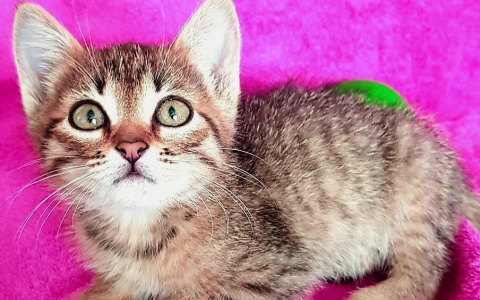 Забери меня домой: в Саранске бездомные животные ищут заботливых хозяев