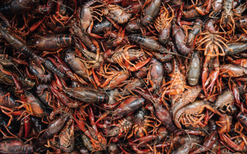 В Мордовии раков косит чума