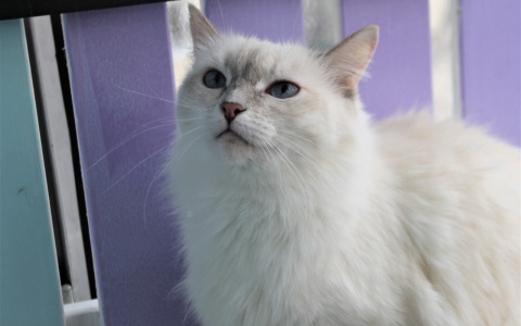 Забери меня домой: в Саранске бездомные животные ищут заботливых хозяев