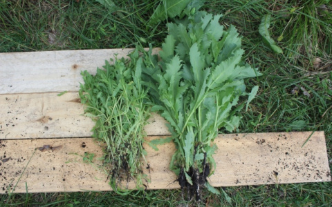 В Мордовии уроженец Тольятти выращивал мак на огороде сожительницы