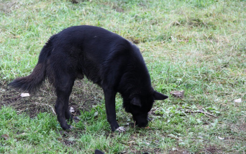 В Мордовии мужчина и ребенок оказались в больнице из-за собаки, бросившейся под колеса мопеда