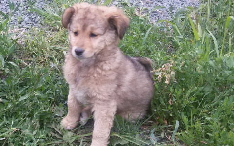 Забери меня домой: в Саранске бездомные животные ищут заботливых хозяев