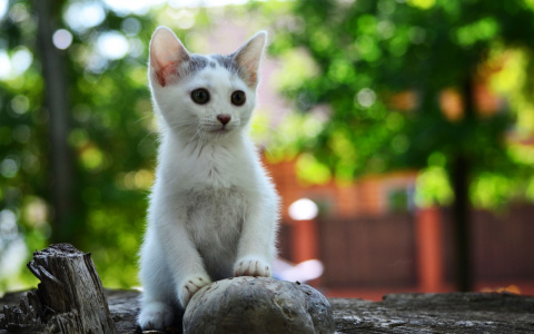 Забери меня домой: в Саранске бездомные животные ищут заботливых хозяев