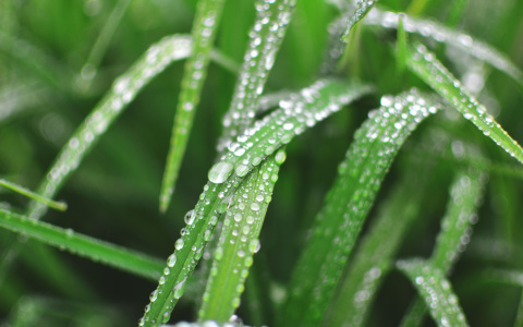 Прогноз погоды в Саранске на 30 июля