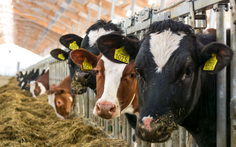 Россельхозбанк поддержал строительство крупнейшего в стране молочного комплекса полного цикла