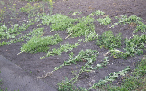 Житель Мордовии превратил свой огород в «плантацию» конопли