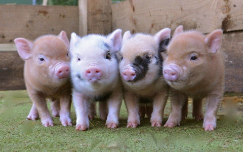 Россельхозбанк поддерживает выход российских свиноводов на китайский рынок