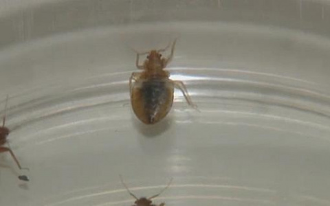 Саранску угрожают тропические клопы?