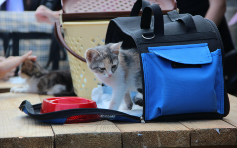 Всем на свете нужен дом: в Саранске пройдет акция ко Дню бездомных животных