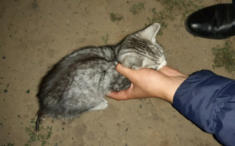 В Мордовии неизвестные пытались сжечь котенка