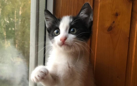 Забери меня домой: в Саранске бездомные животные ищут заботливых хозяев